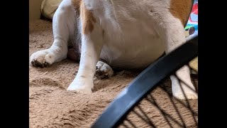 【扇風機犬】扇風機の前から動かないビーグル犬・・・Healing/dog　癒し/犬　ビーグル/BEAGLE　セラピー犬