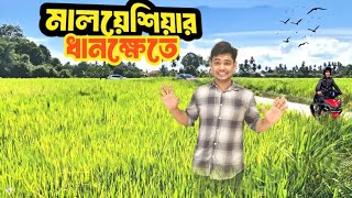 মালয়েশিয়ার ধানক্ষেত দেখতে কেমন হয় || What does the rice paddy area of ​​Malaysia look like?