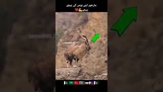 markhor Pakistan DG ISI