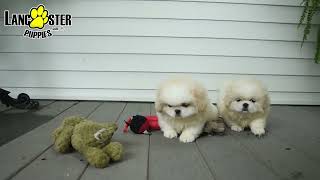 Adorable Pekingese Puppies