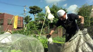 農園　区民農園　畑　白菜　ハクサイ　畝作り　マルチ　種まき　土をふるいにかける