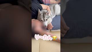 父と寝るために障子を突き破る甘えん坊ハスキー #シベリアンハスキー #ハスキー #ハスキー犬