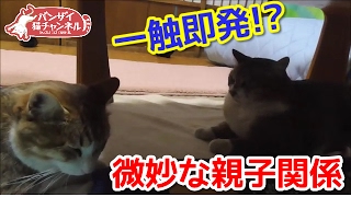 【猫の喧嘩】微妙な親子関係な猫。シャーとかいわないで！！仲良くしなさい！！