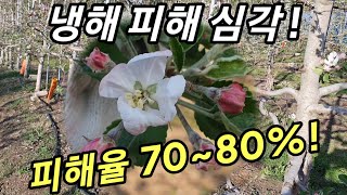 사과 냉해 피해율이 무려 80% 🌸 전국적으로 냉해 피해 심각하네!