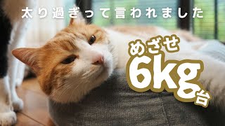 【現在7.3kg】兄猫ダイエット宣言／うんこ粗相問題、ついに終焉