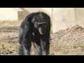 ボンボン＆ディル　多摩動物公園　チンパンジー　202412