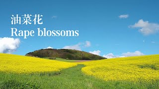 锐眼看世界－－油菜花 ／ Rape blossoms