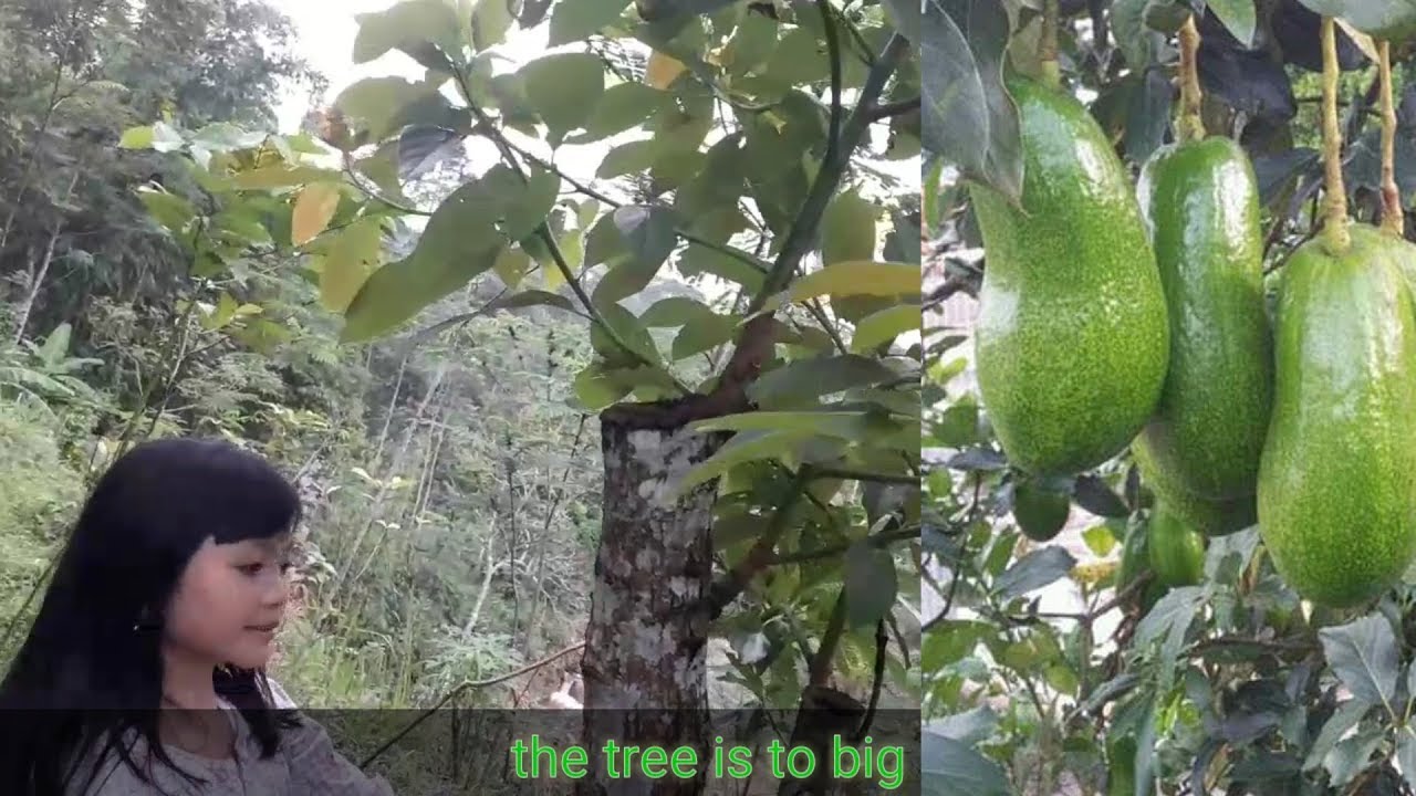 How To Video RESULT AVOCADO GRAFTING TREE/VIDEO HASIL TW ALPUKAT - YouTube