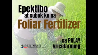 Epektibong paglalagay ng foliar fertilizer sa PALAY