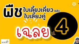 เฉลย พืชใบเลี้ยงเดี่ยวพืชใบเลี้ยงคู่(วิทย์ป.4น.2)