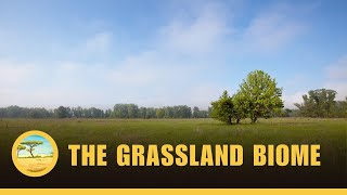 The Grassland Biome