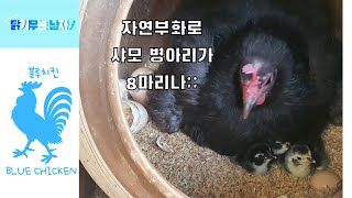 자연부화 병아리 샤모병이라가 엄청 태어났네요 이렇게 많이 태어날줄은 몰랐어요 ;;