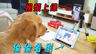 Golden Retriever was caught in an online class for making small moves!