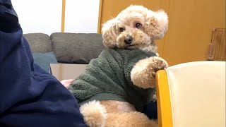 目で訴えかけてくる大きいトイプードル【デカプー】【トイプードルのロアくん】【toy poodle】