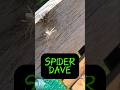 ‼️sPiDeR‼️ 🕷 ‼️sPiDeR dAvE‼️ 🕷🕷🕷 #arachnophobia #spiderdave #minecraft #funny