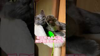 撮影し出したら、猫が見えない何かを追いかけていた💦