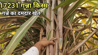 17231 गन्ना प्रजाति का ऐसा गन्ना देख फैन हो जाओगे | 17231 sugarcane variety