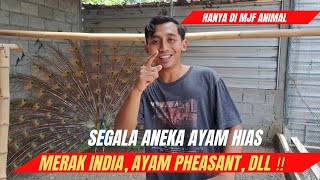 SEGALA JENIS AYAM HIAS ADA DI SINI‼️ MERAK INDIA, AYAM PHEASANT, DLL