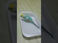 水浴び中に音がしてびっくりして飛び上がるインコ shorts