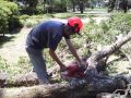 tree removal tree trimming stump removal pensacola ludington manistee totally trees