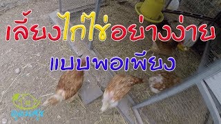 เศรษฐกิจพอเพียงเลี้ยงไก่ไข่อินทรีย์ไก่ไข่อารมณ์ดีไว้ทานเองอย่างง่ายแบบพอเพียง เล้าไก่ ไก่ไข่