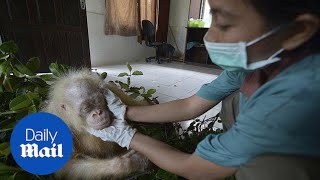 Rare albino orangutan rescued in Borneo - Daily Mail