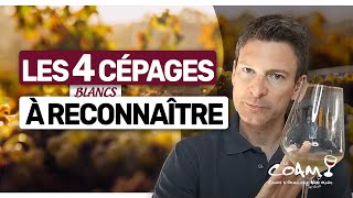 4 Cépages Blancs à FACILE à Reconnaître à l'Aveugle