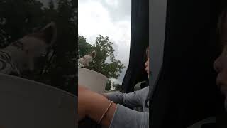 BOY IN FOR A SHOCK AT LAZY 5 RANCH!