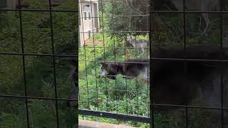 【旭川市旭山動物園】2頭でまったり休憩中♪シンリンオオカミ🐺🐺　#shorts