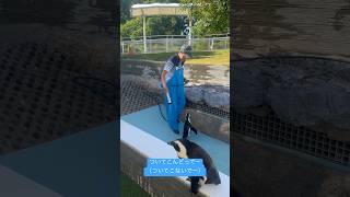 🐧博多弁でペンギンに言い聞かせる飼育員さん🐧掃除の邪魔をしてしまうケープペンギン🐧マリンワールド海の中道 #Shorts #penguin #animals