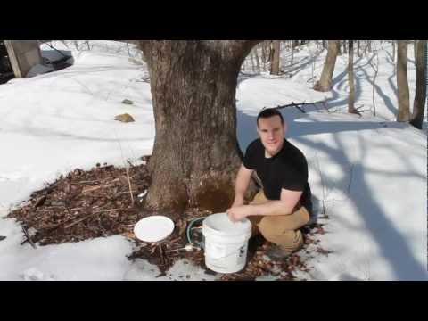 How to Make Maple Syrup How to Make Maple Syrup