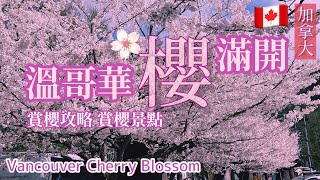 溫哥華櫻花🌸賞櫻景點攻略｜媲美日本的賞櫻勝地，到處都是櫻花！Vancouver Cherry Blossom, Canada 🇨🇦