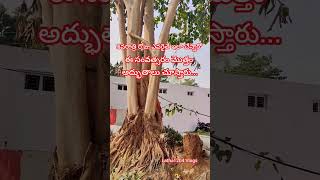 శివరాత్రి రోజు ఎవరైతే ఇలా చేస్తారో సంవత్సరం మొత్తం అద్భుతాలు చూస్తారు##devotional #bhakti ##vira ##🙏