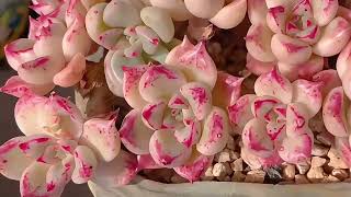 AMAZING SUCCULANT PLANTS 直播销售：多肉基地的精美多肉植物大放价 #succulent