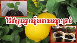 how to palnt yellow lemon from seed របៀបដាំក្រូចឆ្មាលឿងដោយបណ្តុះគ្រាប់