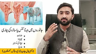 Janwaron main saro ki bimari ka elaaj | Mastitis| Dr. Bilal Javid| Livestock Consultant |