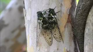 ミンミンゼミの鳴き方～合体 蝉の交尾 Cicada mating, Hyalessa maculaticollis singing