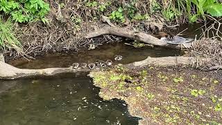 Goosander with ducklings