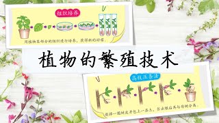 三年级 KSSR Semakan 科学 单元五 植物 【植物的繁殖技术】~ 组织培养 \u0026 高枝压条法