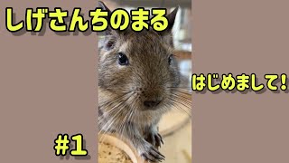 #１ はじめまして!しげさんちのまるです🐭