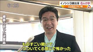 ゴルフ場にイノシシ出没６人襲う１人大けが 大分市(動物愛誤)(製造車禍.傷人.人身被害)(經濟損害)(アニマルホーダー)(豚コレラ.豚熱.豬瘟.CSF)(トキソプラズマ)