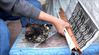 Huge chaga mushrooms and custom made buck saw from Yooper Survival.