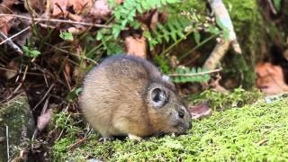 今日のナキウサギ