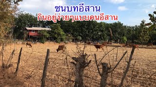 ชนบทอีสาน | เถียง หรือ บ้าน กินอยู่ตามวิถีคนอีสาน