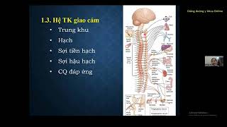 HỆ THẦN KINH TỰ CHỦ và HỆ THẦN KINH THỰC VẬT (BS MAI PHƯƠNG THẢO - Ôn thi CKI 2023)