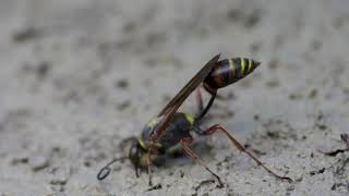 Wasp making mud balls