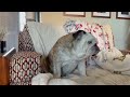 reuben the bulldog the amazing bulldog fun facts