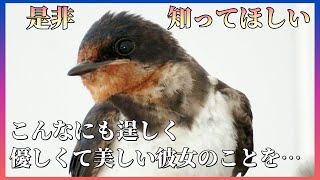 《ツバメ》2022年 我が家のツバメ㉓「心ちゃんのこと・我が家のツバメさん達へ」一夫多妻のツバメ【ツバメの巣は車庫の中】