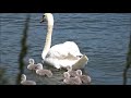 mute swan family🦢 2023 ④ コブハクチョウファミリー 2023 ④