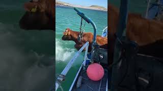 Cows Leap Off Boat and Swim to Irish Island for Grazing